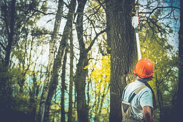 How Our Tree Care Process Works  in  Sturgeon, MO