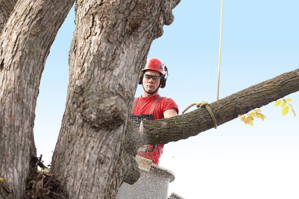 Best Tree Cabling and Bracing  in Sturgeon, MO